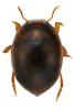 Hydrovatus clypealis